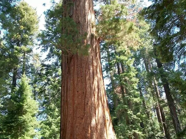 Motelli Barewood Inn And Suites