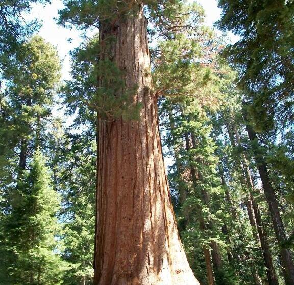 فندق على الطريق Barewood Inn And Suites