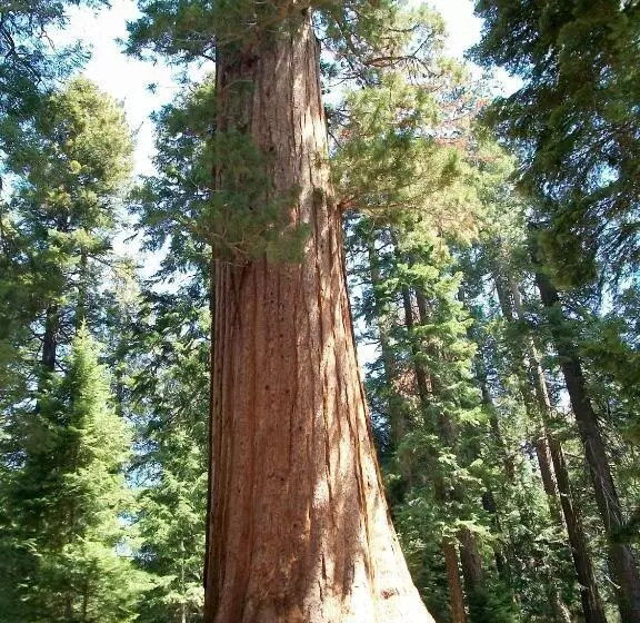 Motelli Barewood Inn And Suites