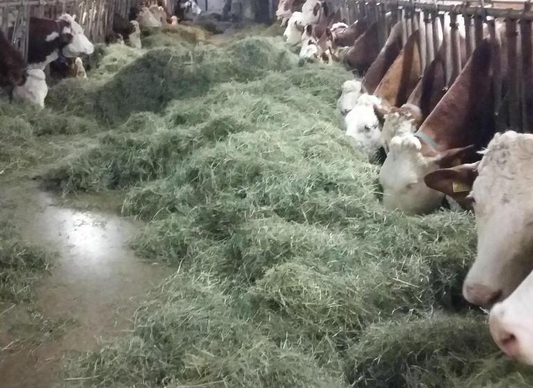 ホテル Biohof Köck Tonibauer