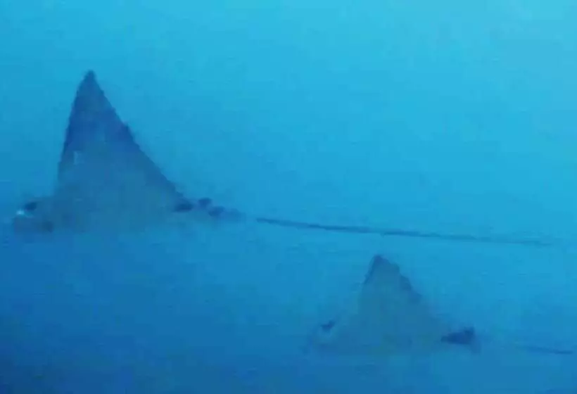 East Lombok Dive Hotel   Hostel