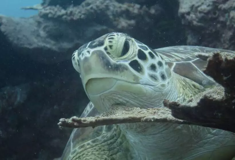 East Lombok Dive Hotel   Hostel