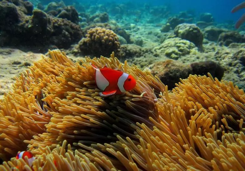 Retkeilymaja Made Taro  Menjangan Homestay