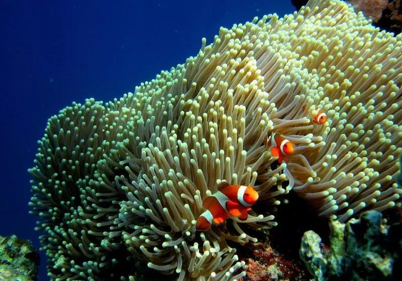 Retkeilymaja Made Taro  Menjangan Homestay