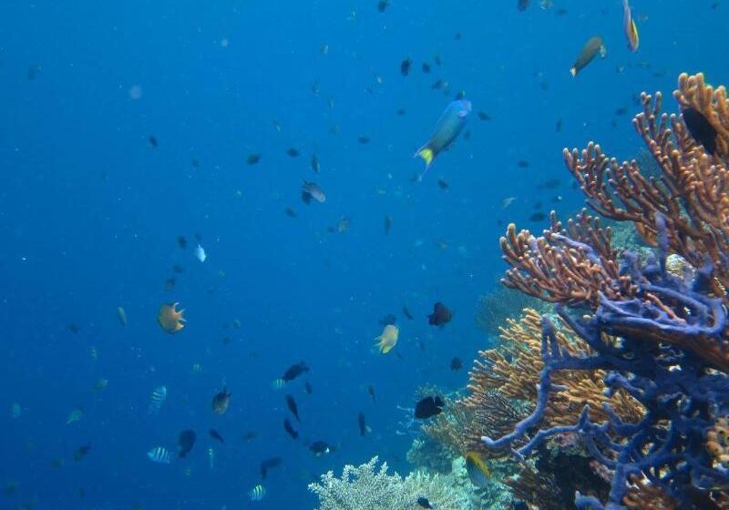 مبيت وإفطار Menjangan Sari