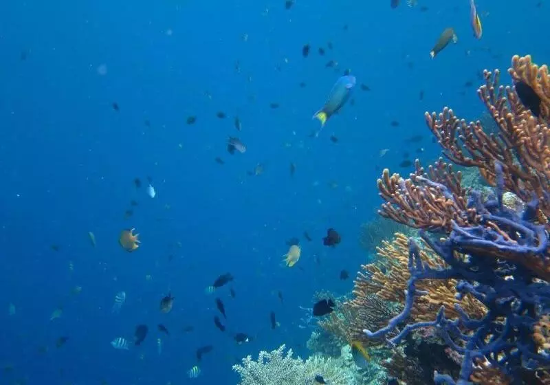 Aamiaismajoitus (B&B) Menjangan Sari