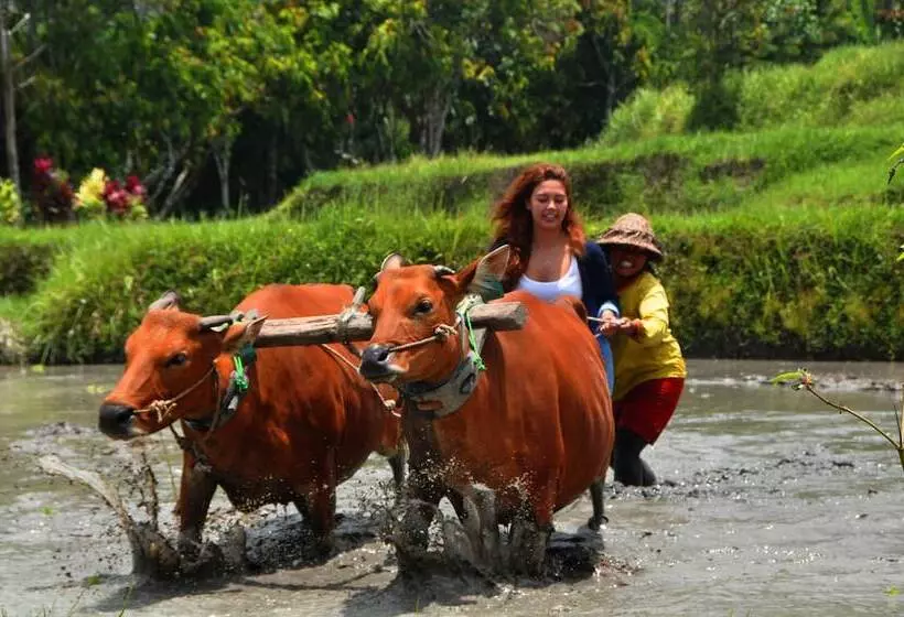 Majatalo Rumah Desa Bali
