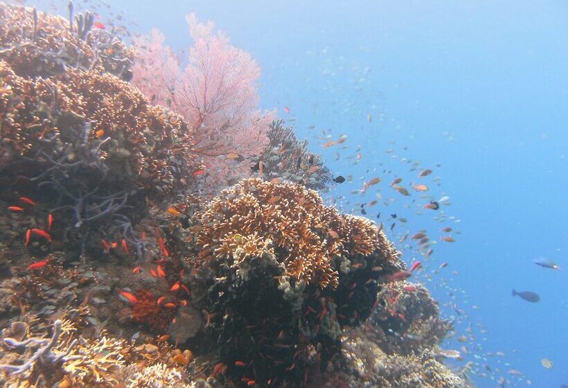 Отель Batu Ampar Menjangan