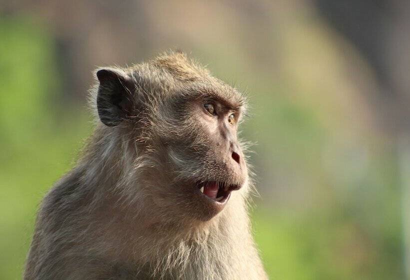 Отель Batu Ampar Menjangan