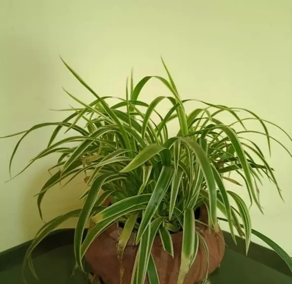 Majatalo Sabinas Goa