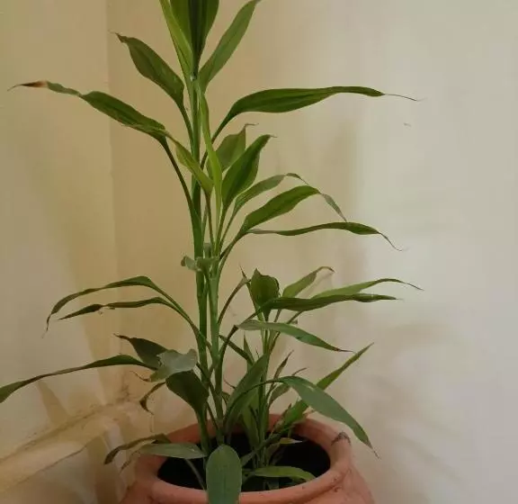 Majatalo Sabinas Goa