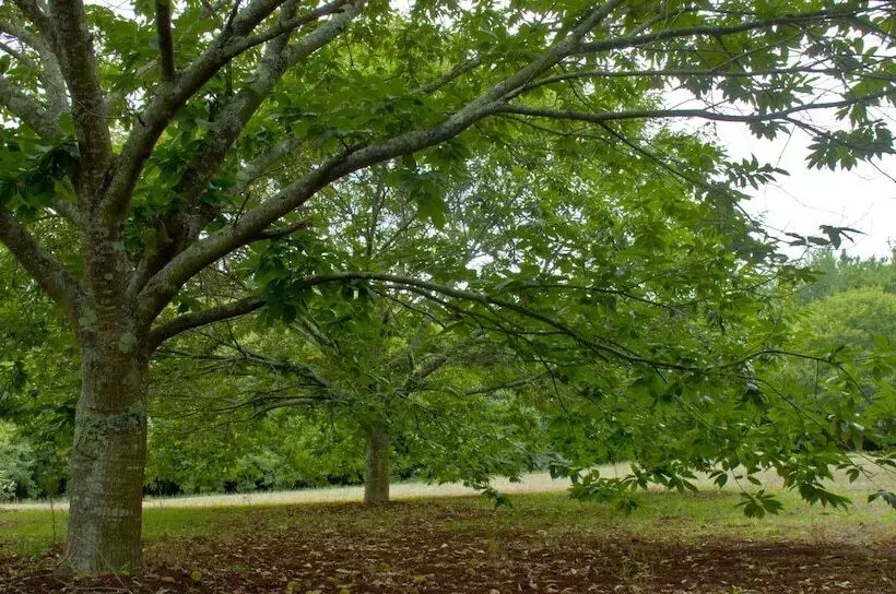 Отель Pazo Cibrán