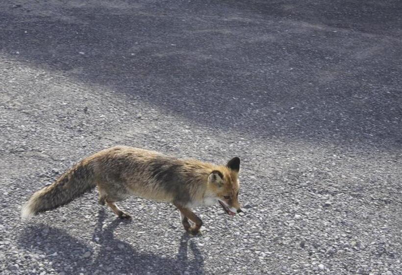 Hostel Bärghuus Axalp
