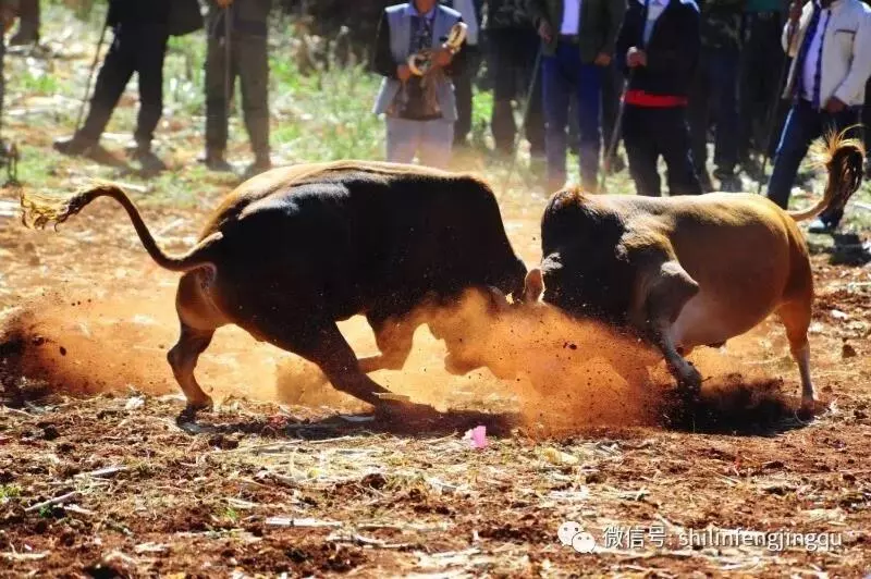 Majatalo Stone Forest Mijia Guest House