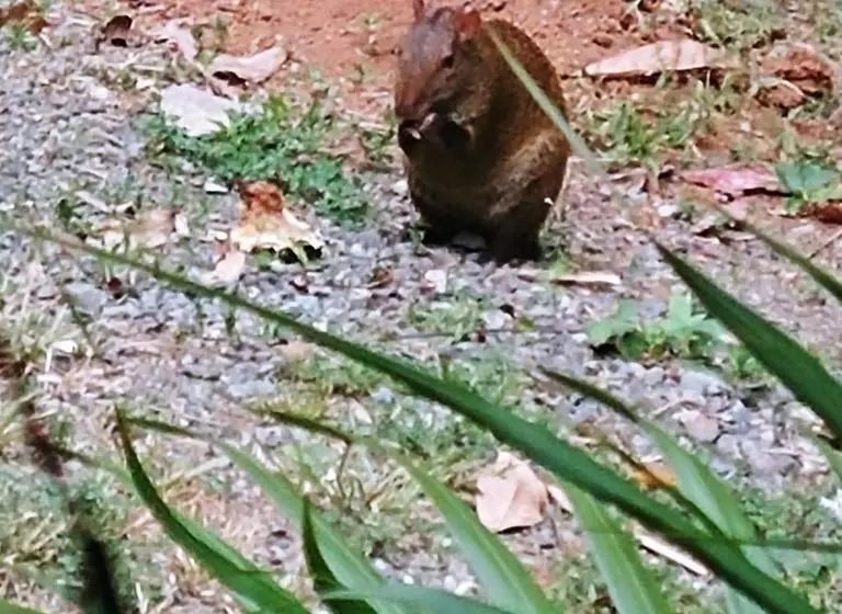 هاستل Hostal Amador Familiar