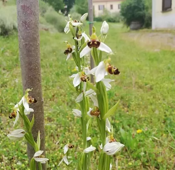 Maaseutuhotelli Valle Del Poggio