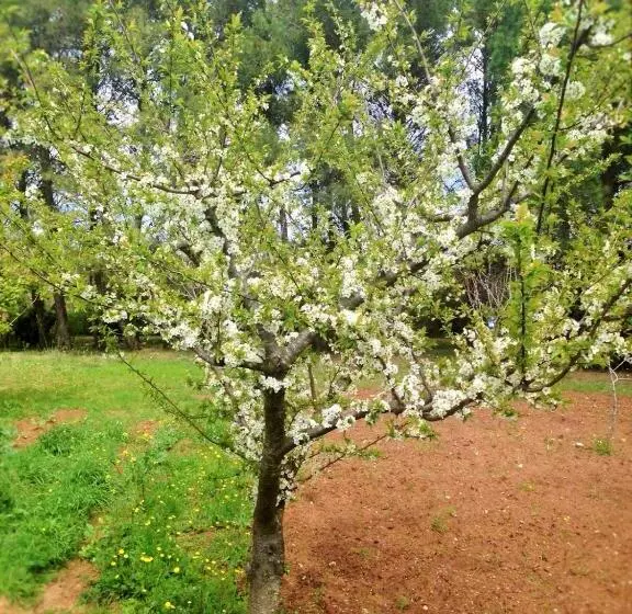 تختخواب و صبحانه La Macchia