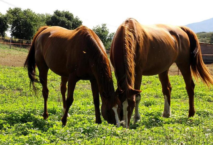 ベッドアンドブレックファースト Antico Casale Dei Mercanti