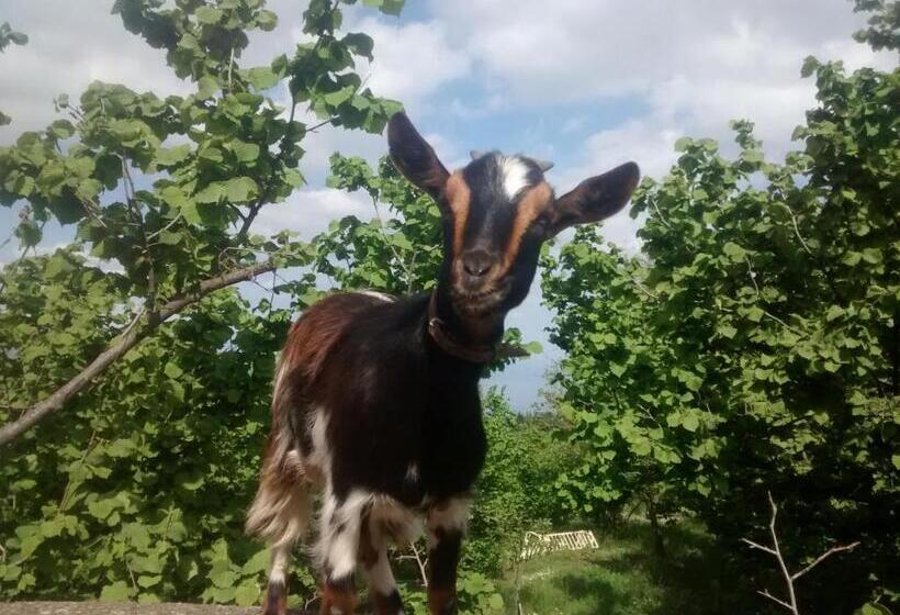 هتل روستایی Agriturismo La Caraffara Sull  Etna