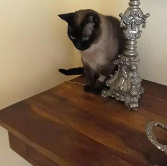 Majatalo Alloggio Petunia