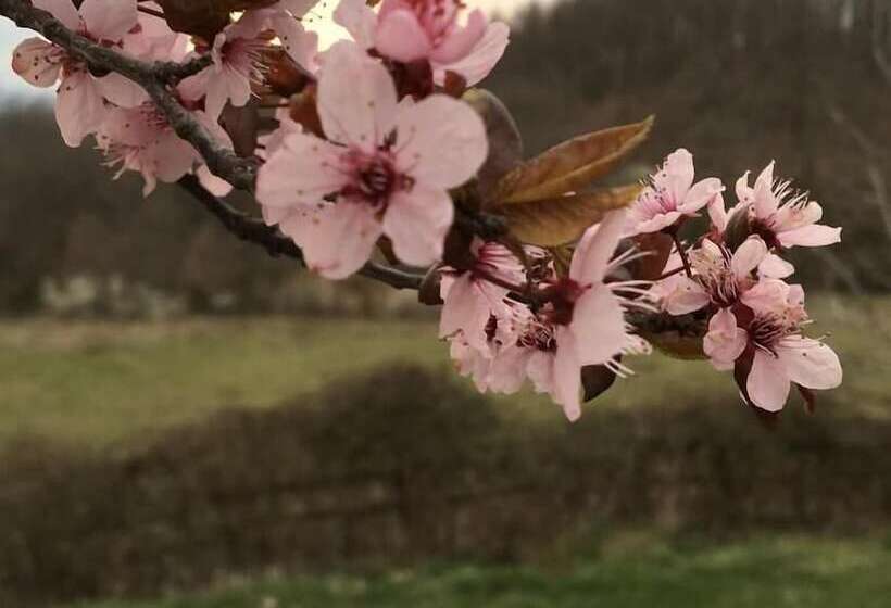 乡村酒店 Agriturismo La Casina Della Burraia
