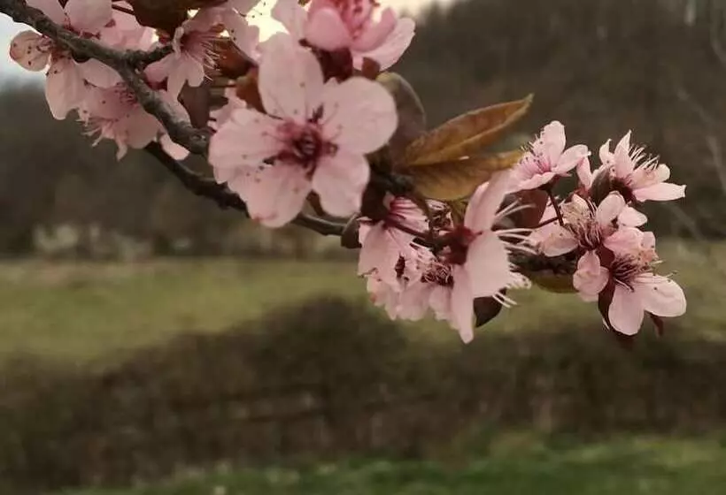 田舎風ホテル Agriturismo La Casina Della Burraia