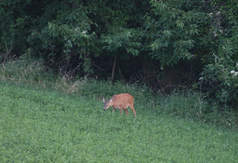 تختخواب و صبحانه Galluzzo Ancient Country Villa