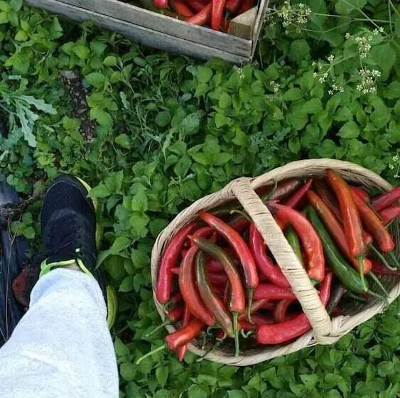 Maaseutuhotelli Agriturismo Summer