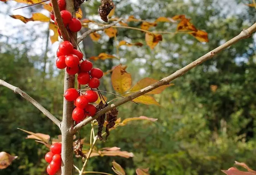 هتل روستایی Agricampeggio Madonna Di Pogi