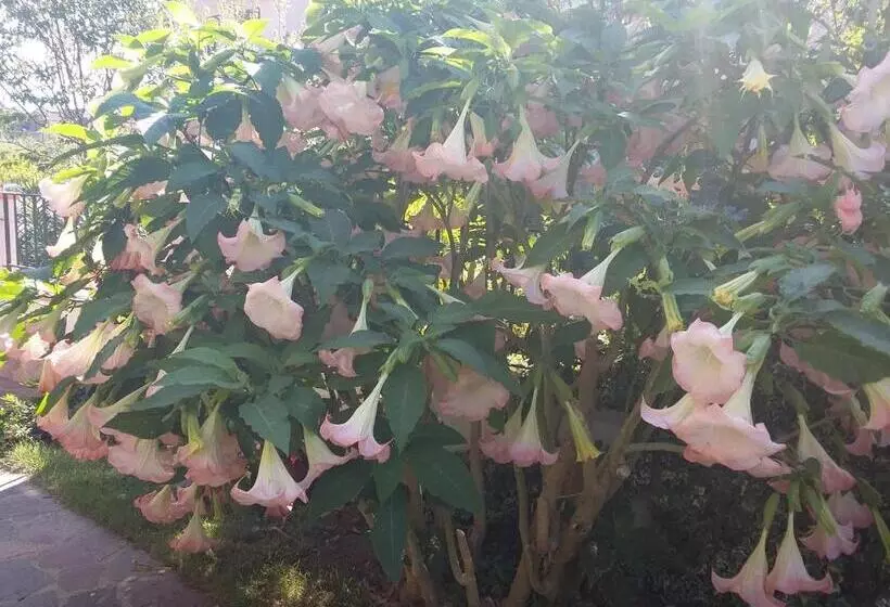 ベッドアンドブレックファースト Cusanarella Mia