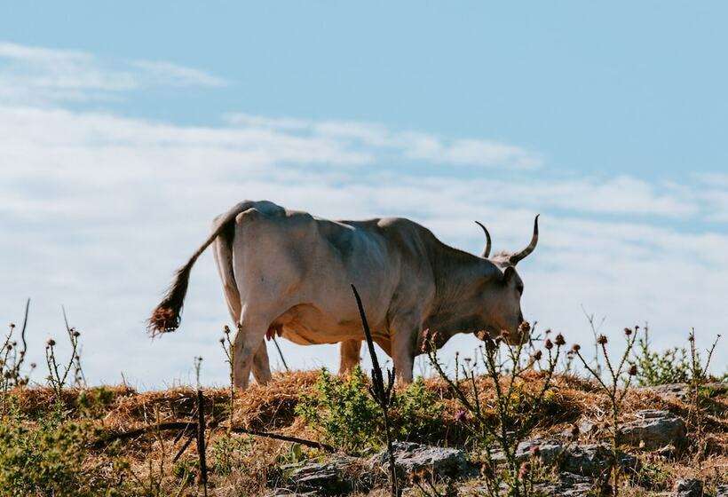 مبيت وإفطار Masseria La Sterpina