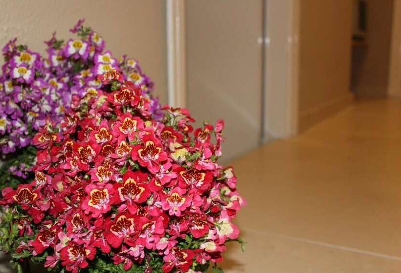 تختخواب و صبحانه Harmony Rooms