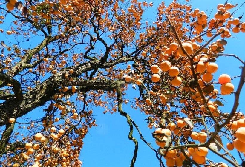 田舎風ホテル Agriturismo Cascina Pezzolo