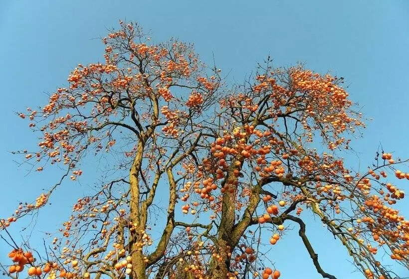 Maaseutuhotelli Agriturismo Cascina Pezzolo