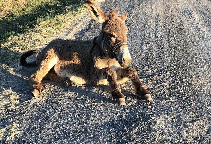 בית מלון כפרי Agriturismo La Casella