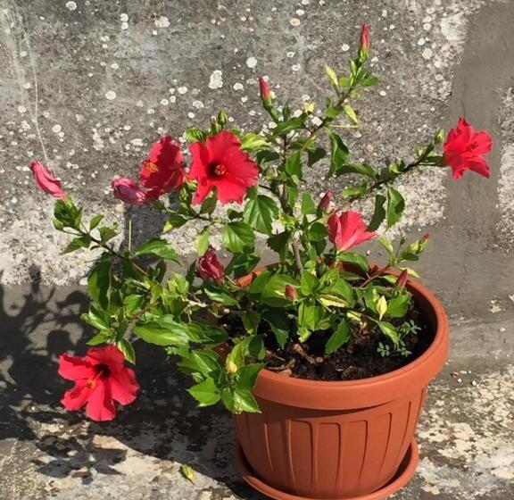 פנסיון Palazzo Vilei