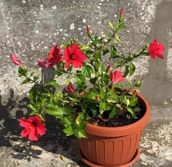 ペンション Palazzo Vilei