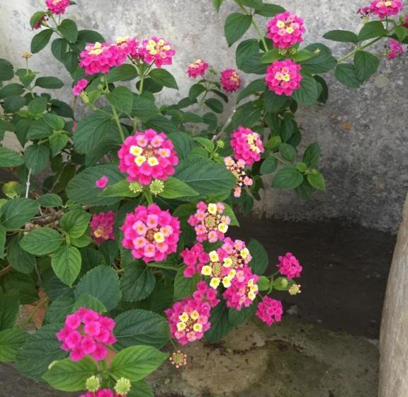 פנסיון Palazzo Vilei