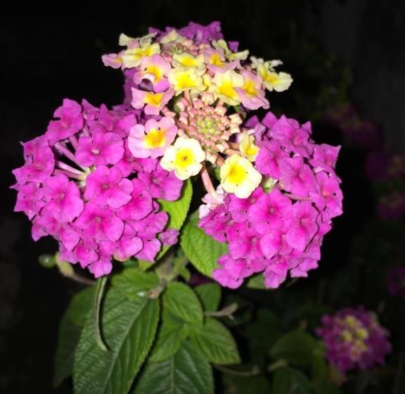 פנסיון Palazzo Vilei