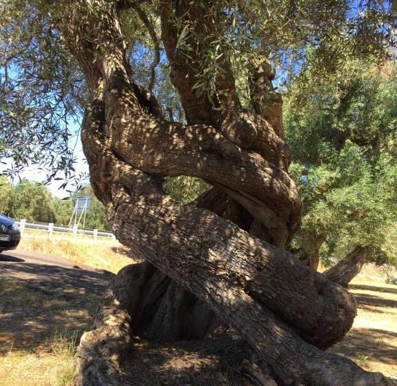 פנסיון Palazzo Vilei