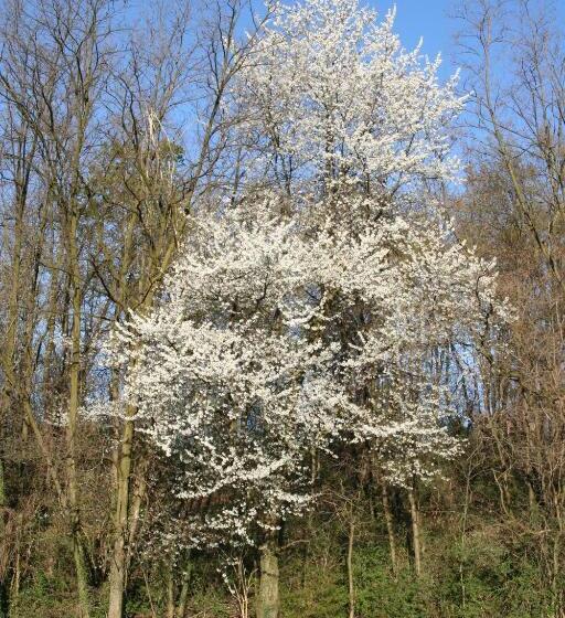 교외 호텔 Agriturismo Altana Del Motto Rosso