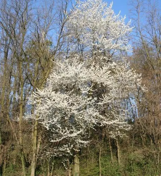 田舎風ホテル Agriturismo Altana Del Motto Rosso