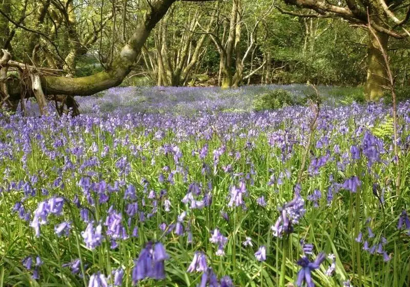 Отель Wild Boar Estate