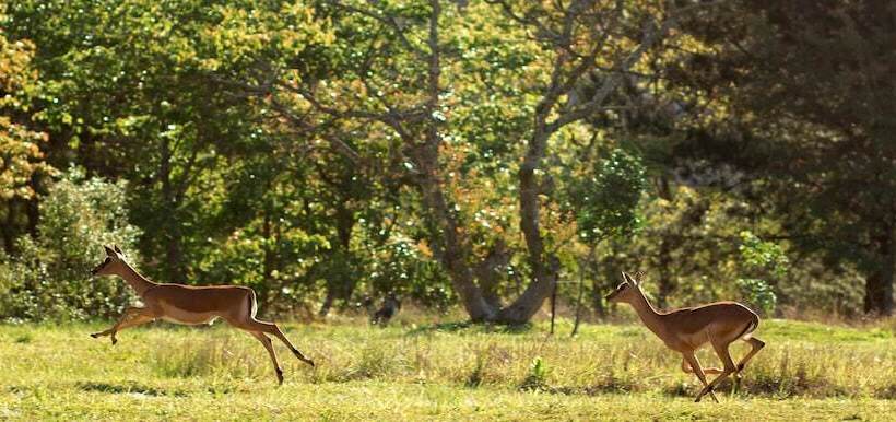בית מלון כפרי Matusadona Guest Lodge