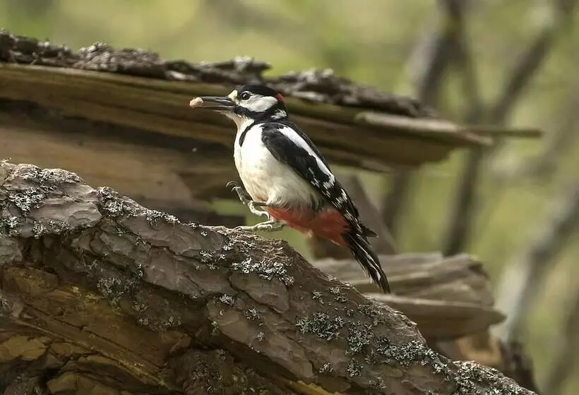 Hotelli Glentruim Lodge Ecopod
