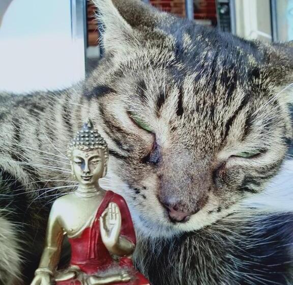 הוסטל Zen Harmony House Sydney