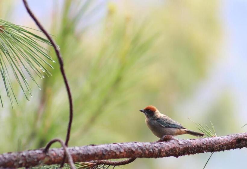 בית מלון כפרי Domus Glamping Guatapé