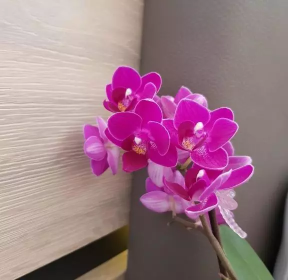 ホテル Pension Gartscheid