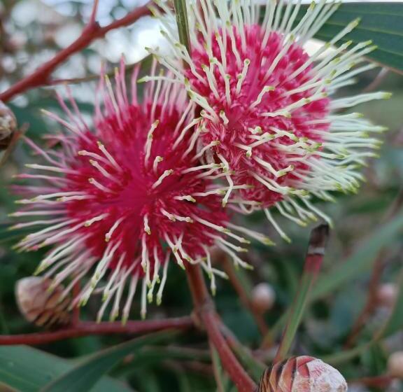 ペンション Beaumaris Beach Guest House