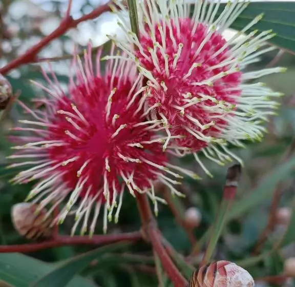 Majatalo Beaumaris Beach Guest House